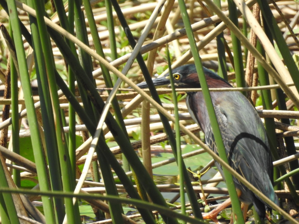 Green Heron - ML433344861