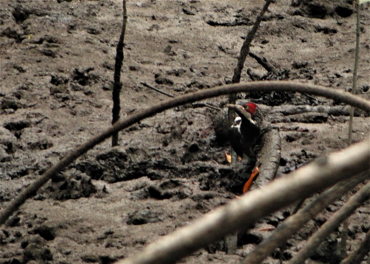 Crimson-crested Woodpecker - ML43334651
