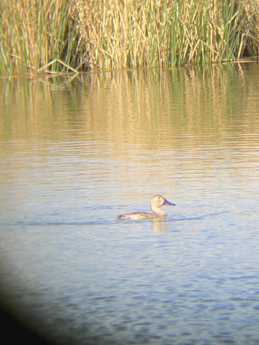 Canvasback - ML433346831