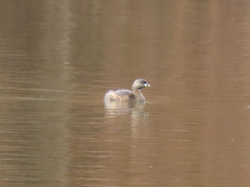 Pied-billed Grebe - ML433346841