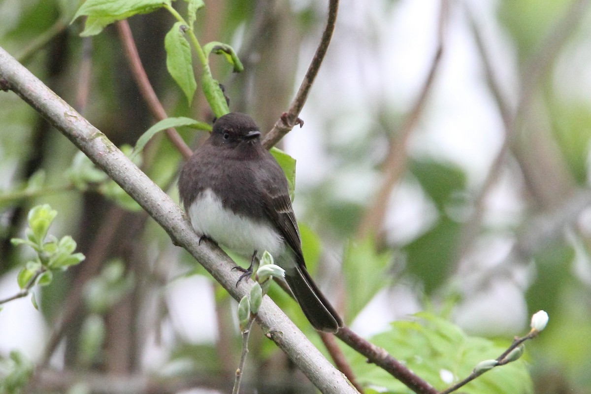 Black Phoebe - ML433346851