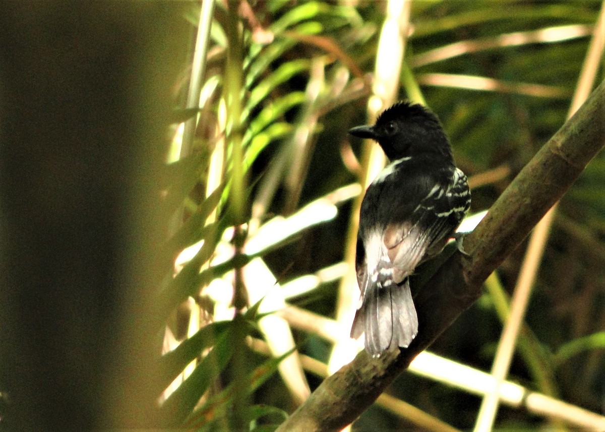 Blackish-gray Antshrike - Carlos Otávio Gussoni