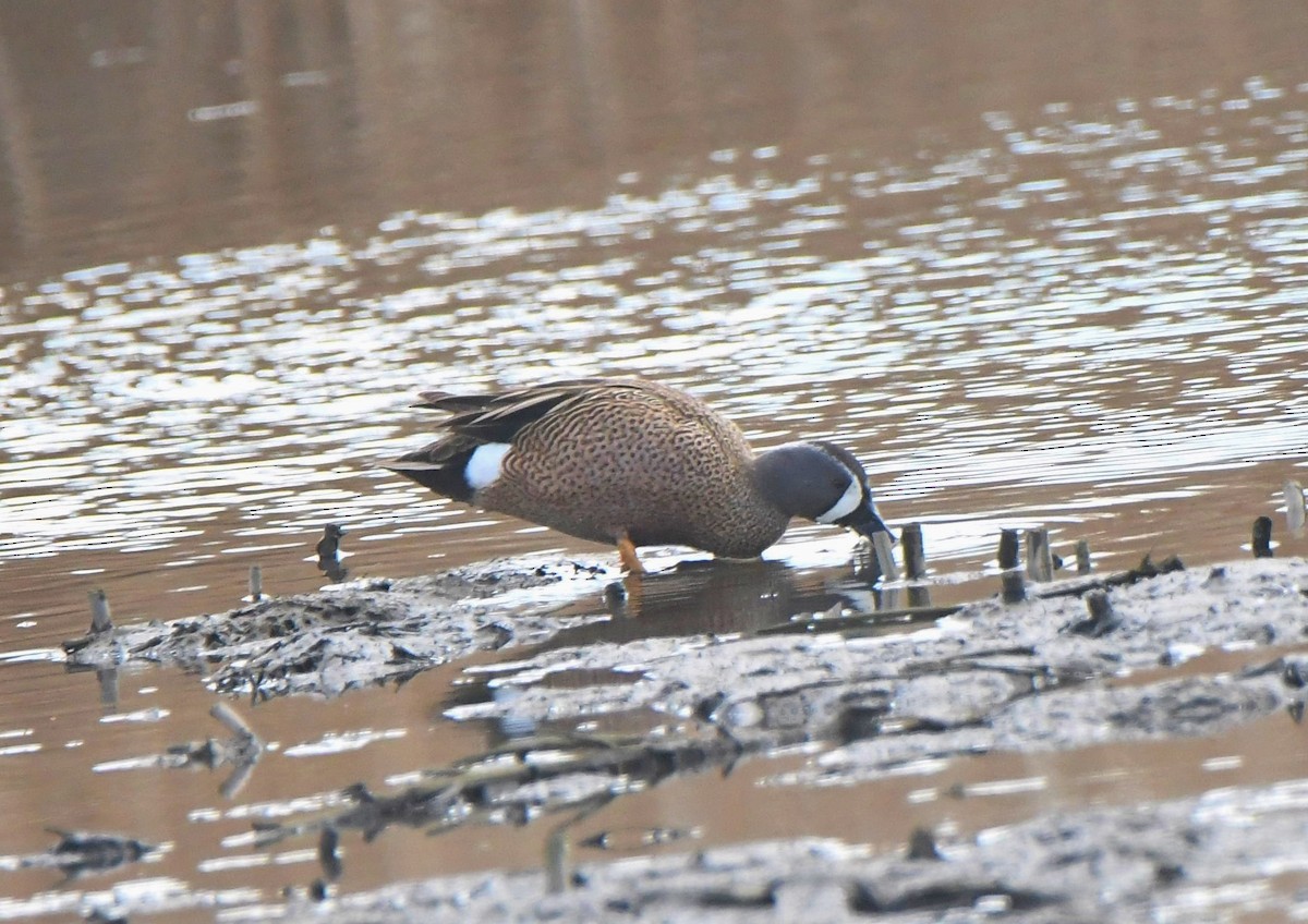 Blue-winged Teal - ML433349691