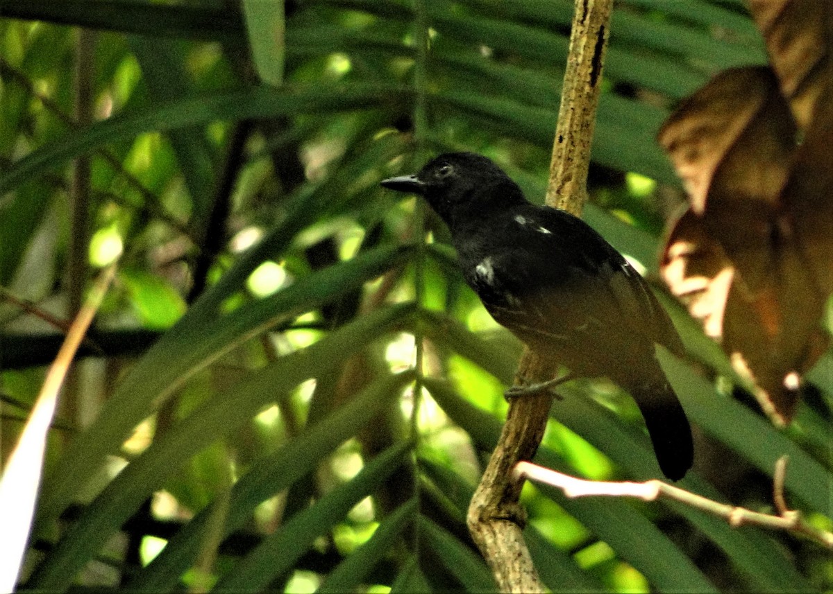 Blackish-gray Antshrike - ML43334971