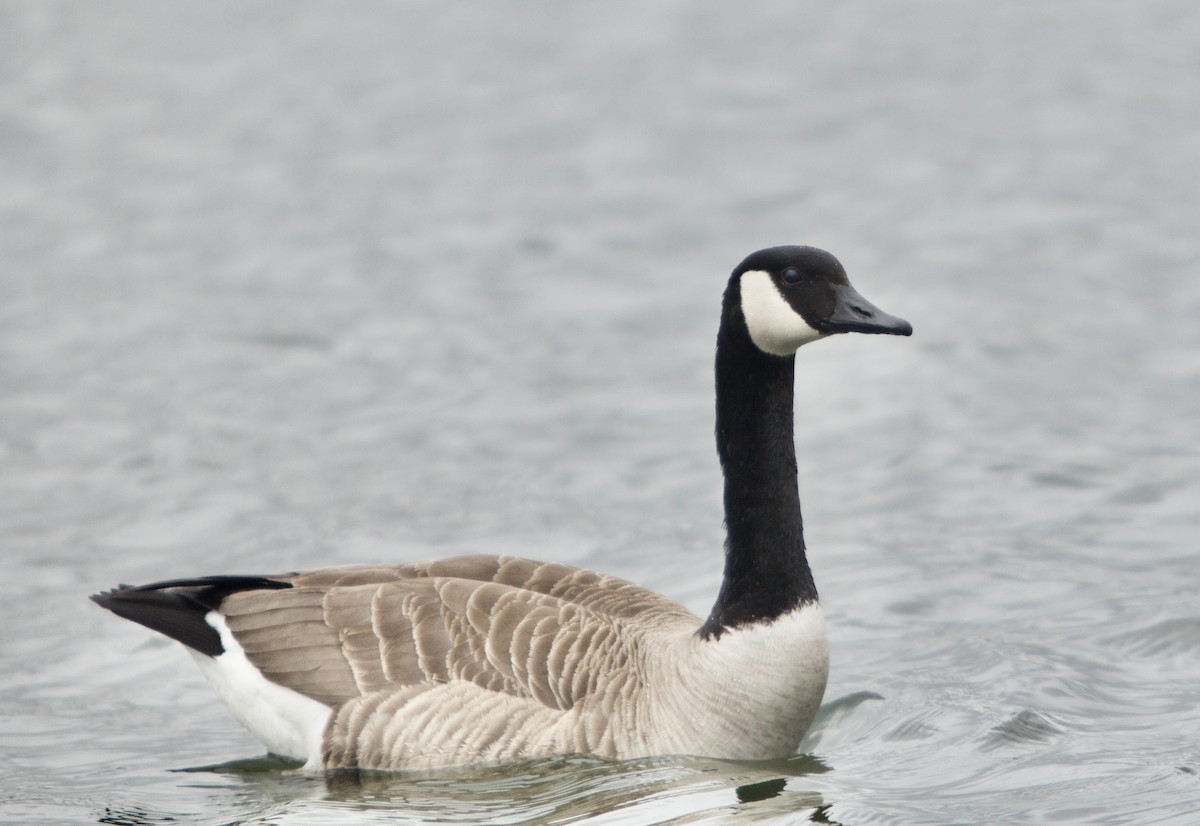 Canada Goose - ML433350281