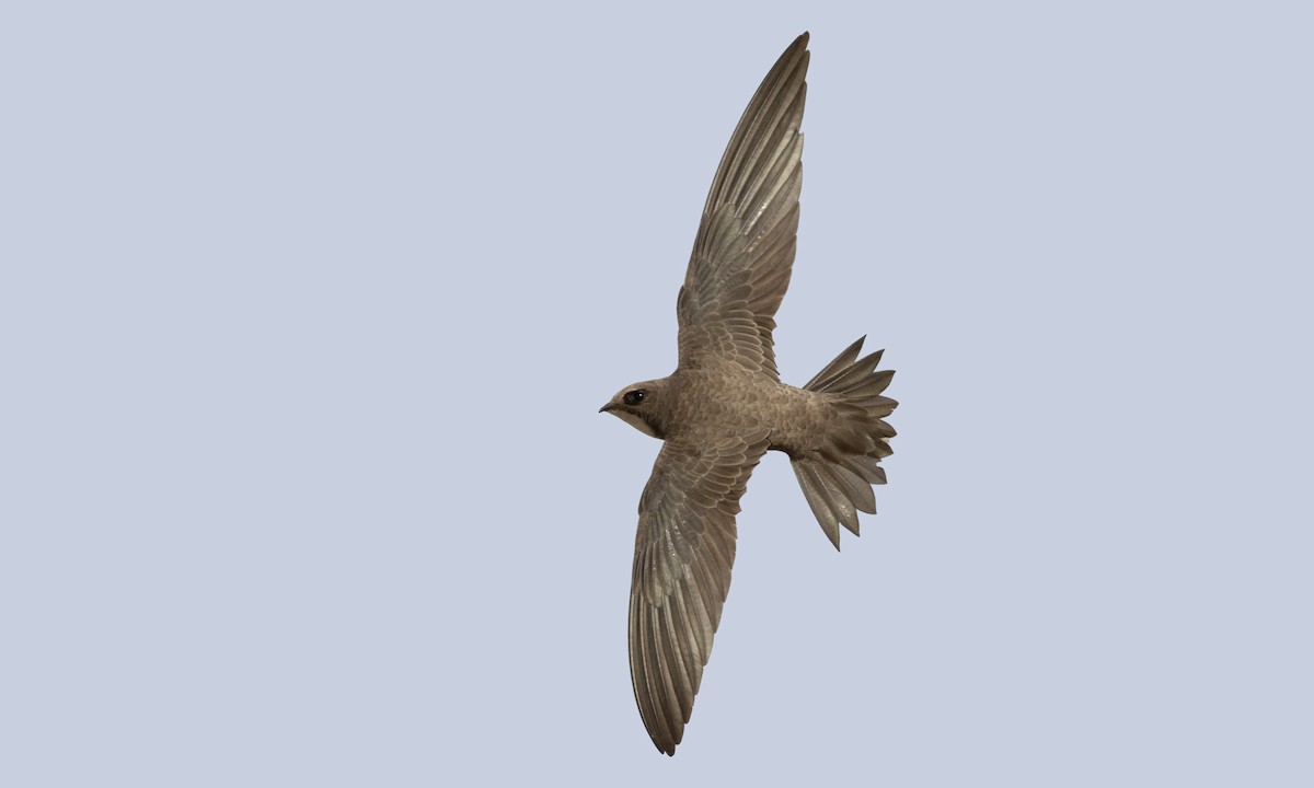 Alpine Swift - ML433351081