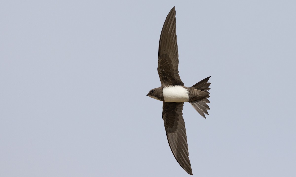 Alpine Swift - ML433351891