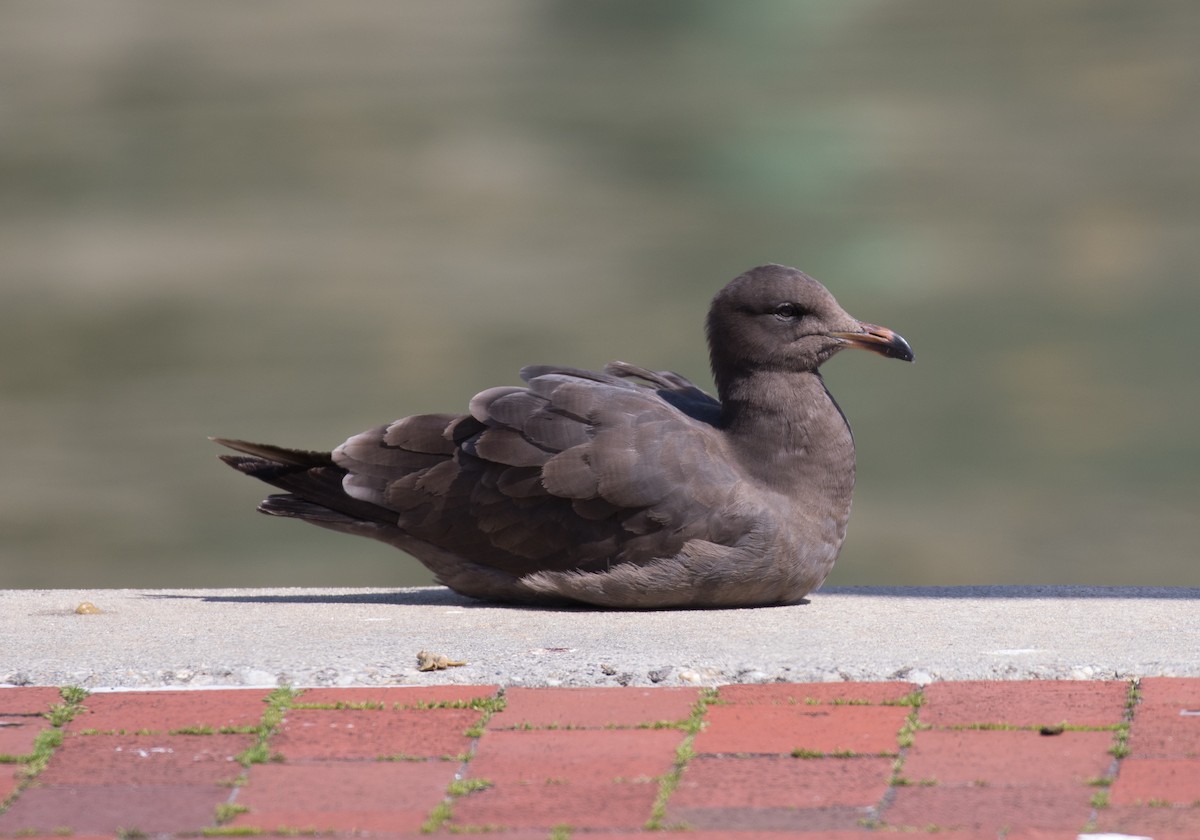 Heermann's Gull - ML433352381