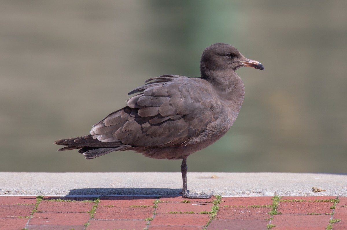 Heermann's Gull - ML433352401