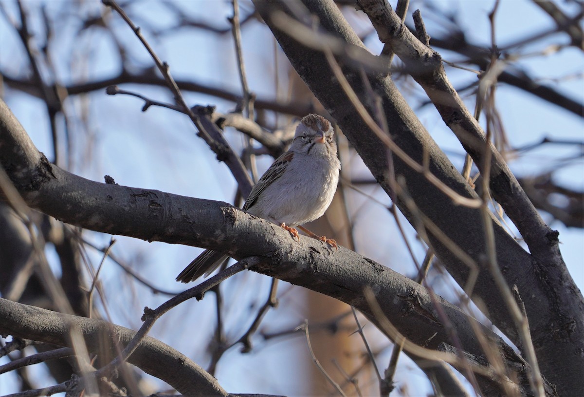 Rufous-winged Sparrow - ML433352551