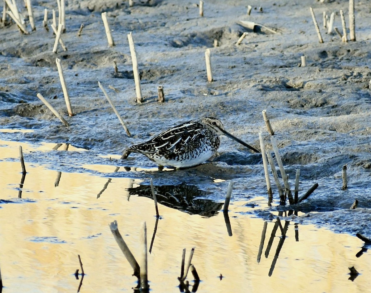 Wilson's Snipe - Deanne Hardy