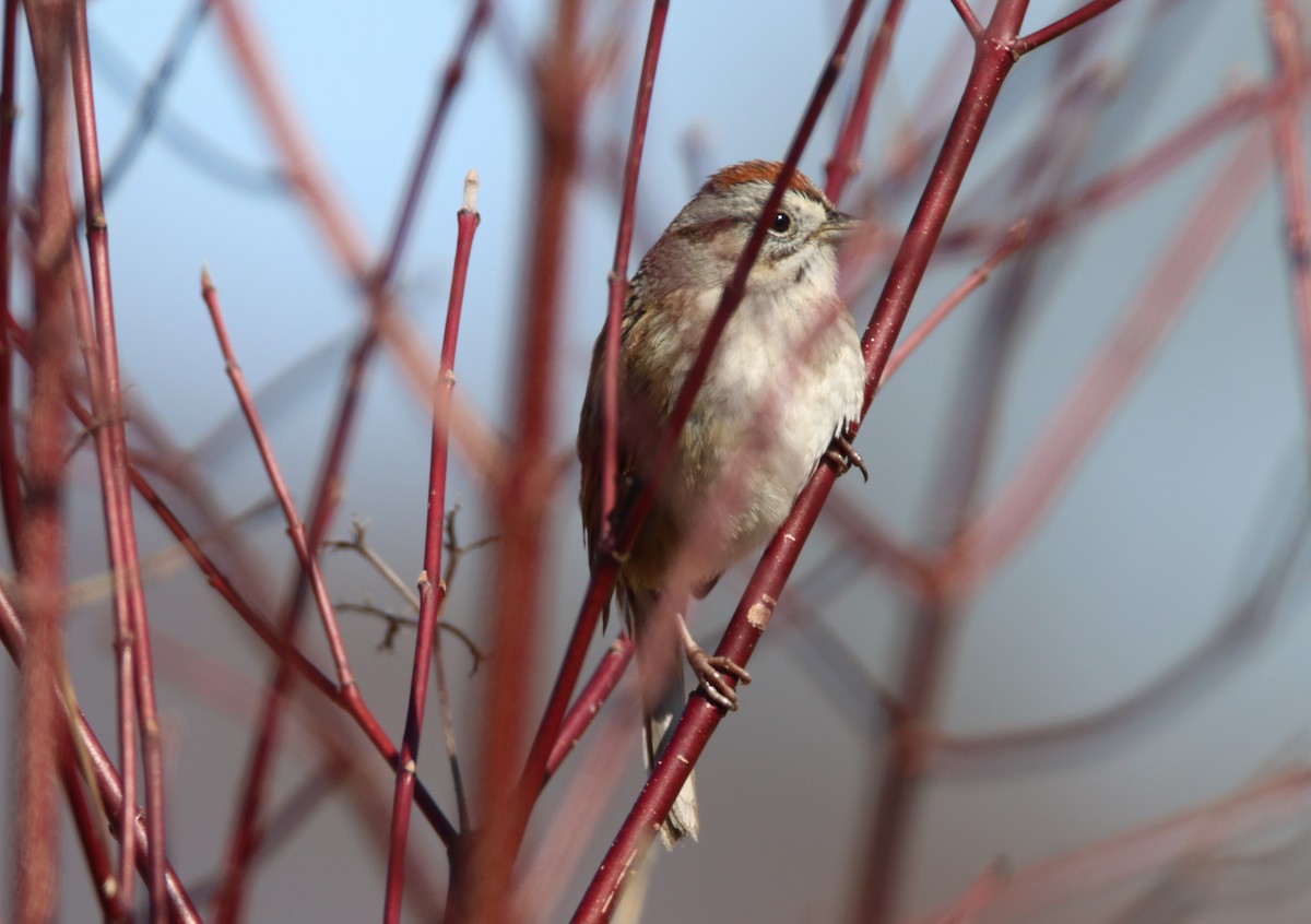 Swamp Sparrow - ML433354071