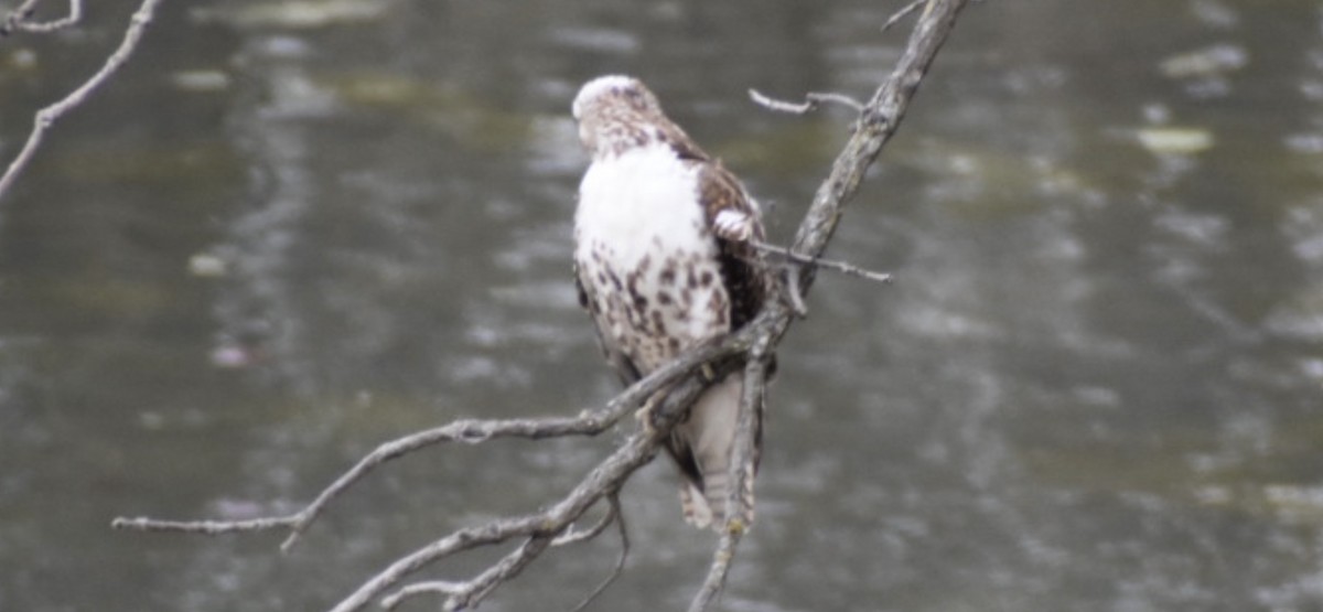 Red-tailed Hawk (Harlan's) - ML433354371