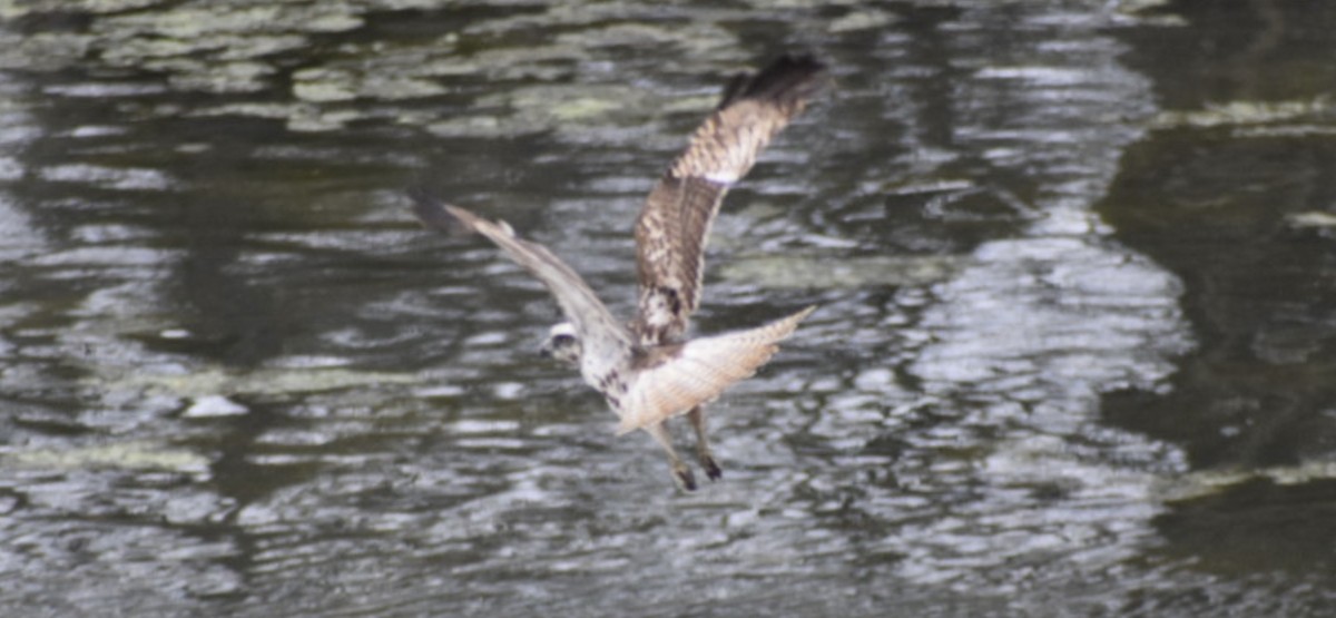 Red-tailed Hawk (Harlan's) - Dan Cowell