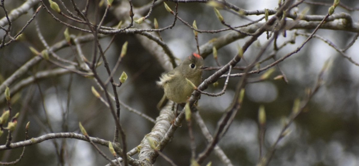 Roitelet à couronne rubis - ML433354511