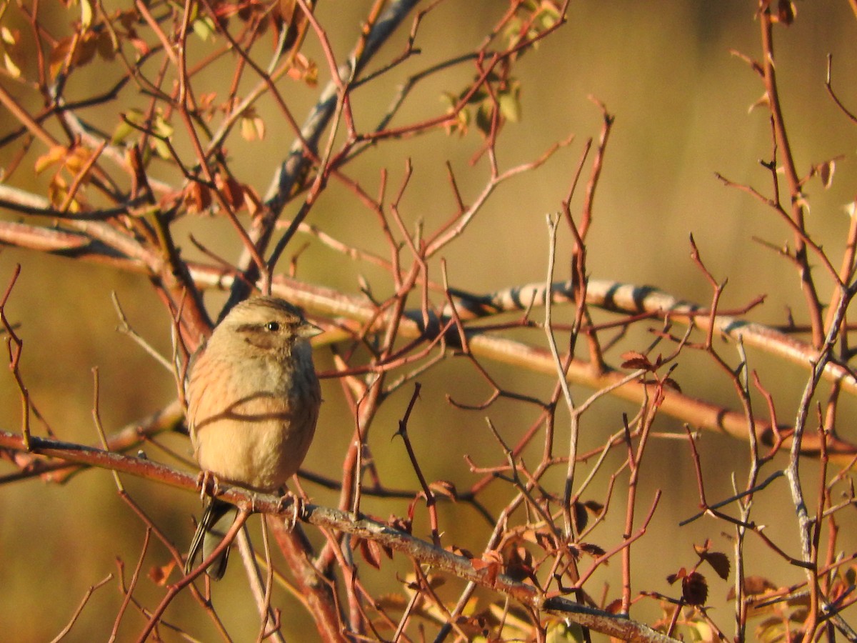 Rock Bunting - ML43335491