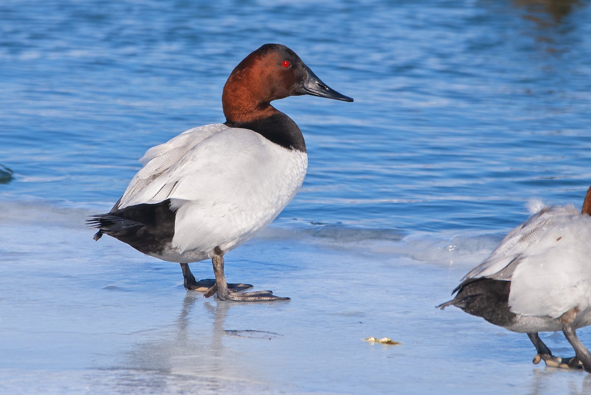 Canvasback - ML433357671