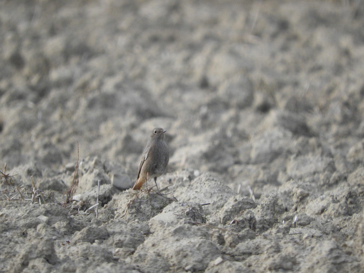 Black Redstart - ML43335921