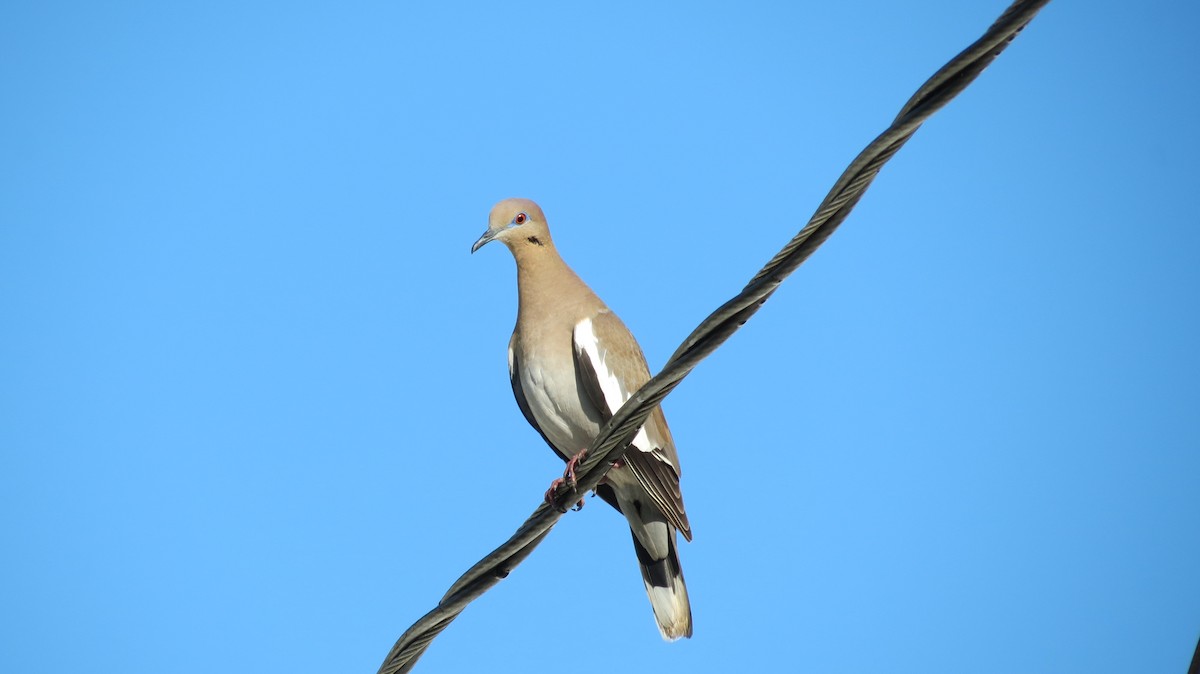 White-winged Dove - ML43335981