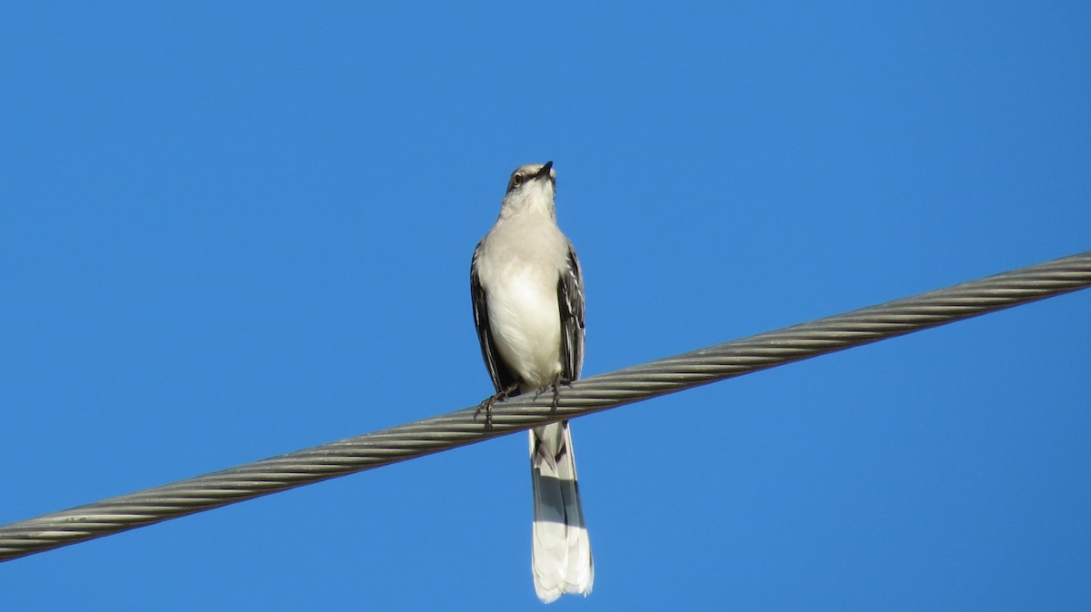 Tropical Mockingbird - ML43336041