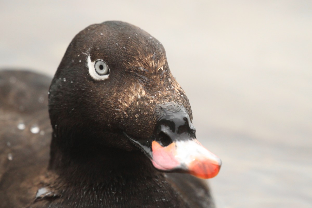 White-winged Scoter - ML433360951