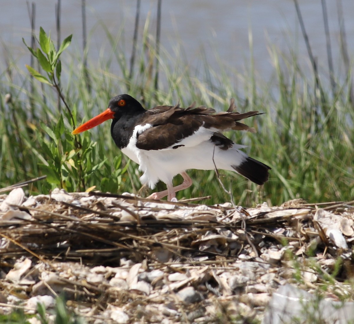 American Oystercatcher - ML433361121