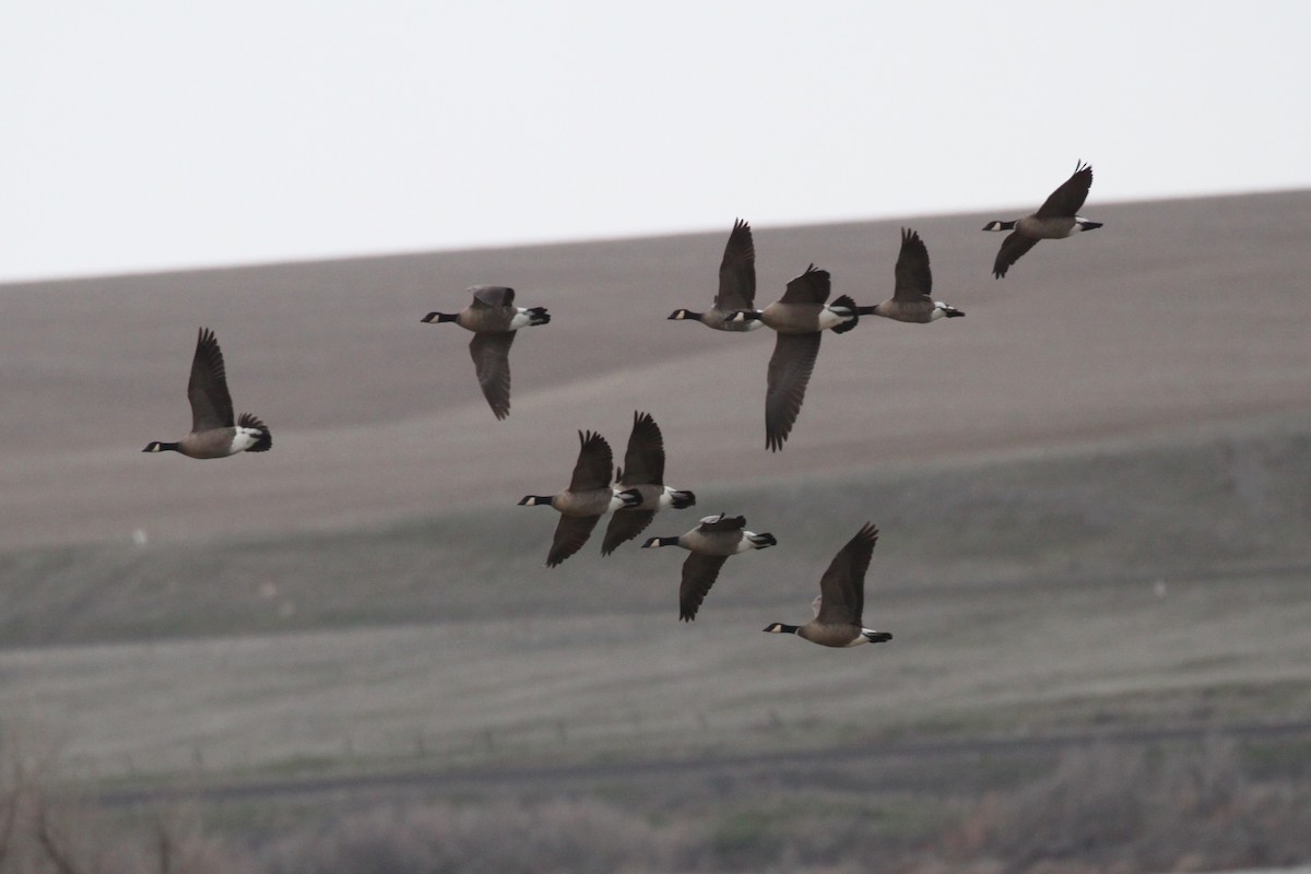 Cackling Goose (minima) - ML433361151