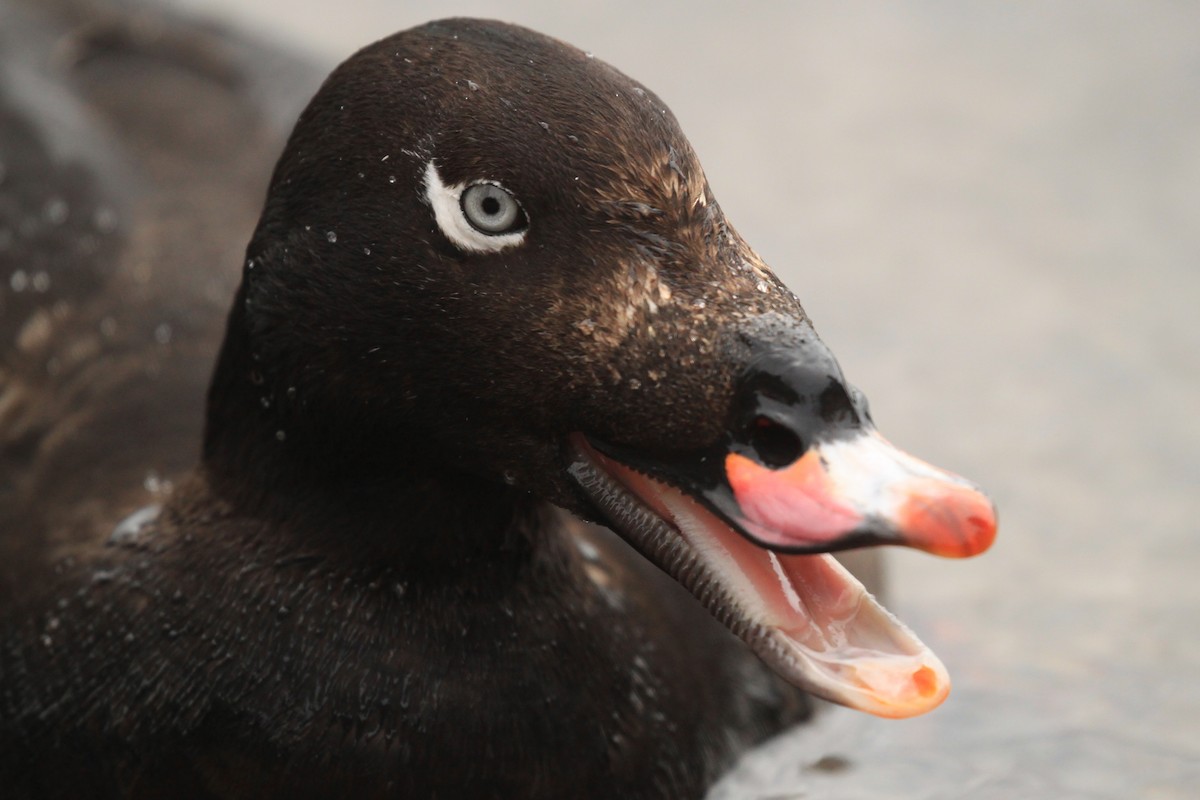 White-winged Scoter - ML433361211