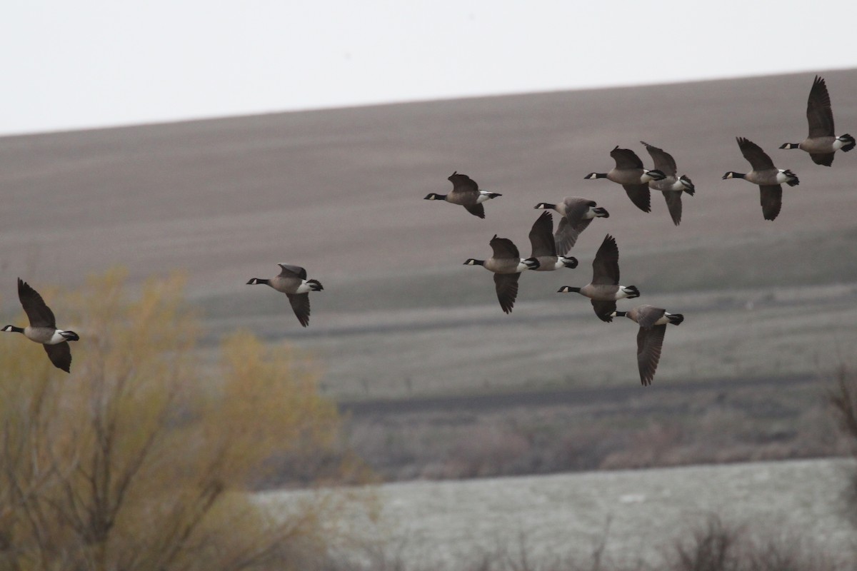 Cackling Goose (minima) - ML433361231