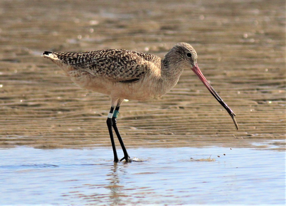 Marbled Godwit - ML433361261