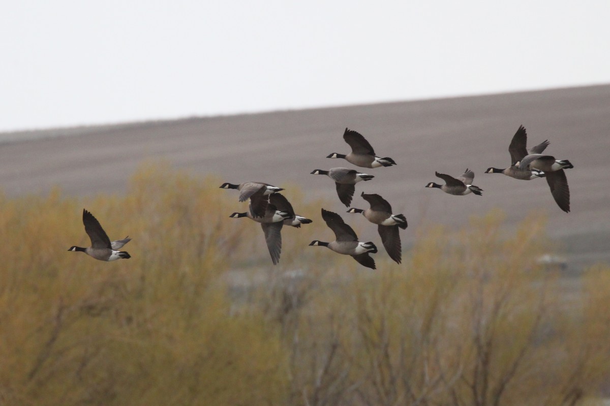 Cackling Goose (minima) - ML433361281