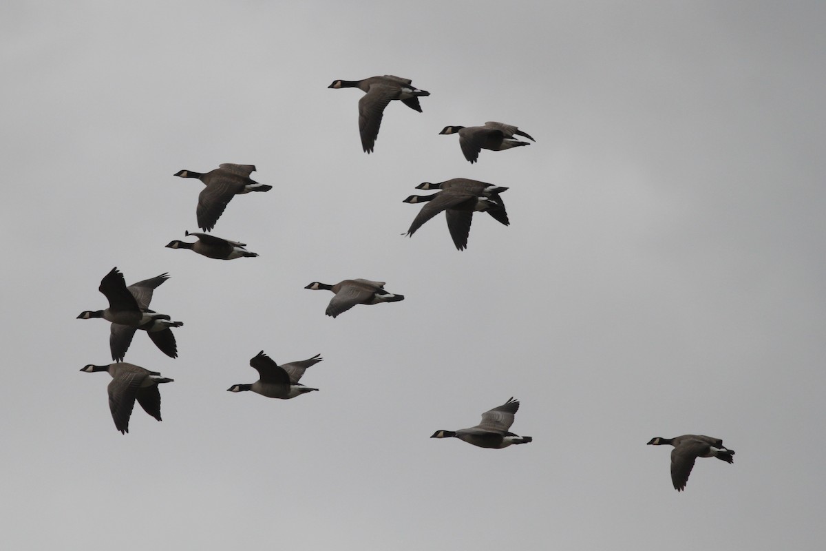 Cackling Goose (minima) - Andrew Thomas 🦅🪶