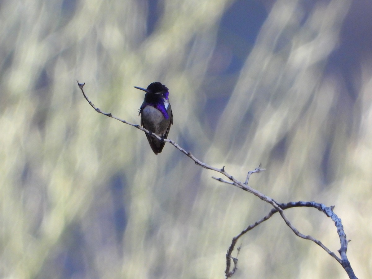 Costa's Hummingbird - ML433361381