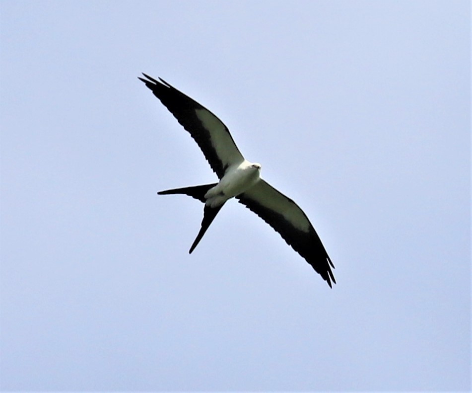 Swallow-tailed Kite - ML433361411