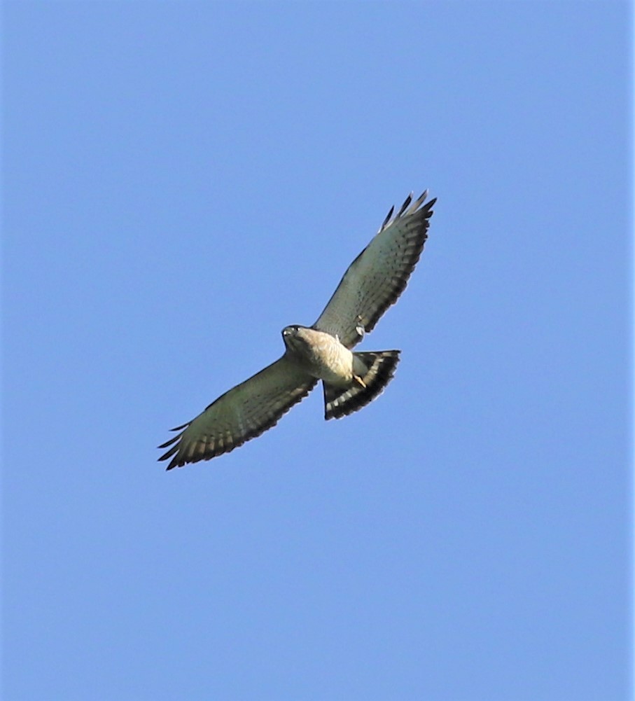 Broad-winged Hawk - ML433361531