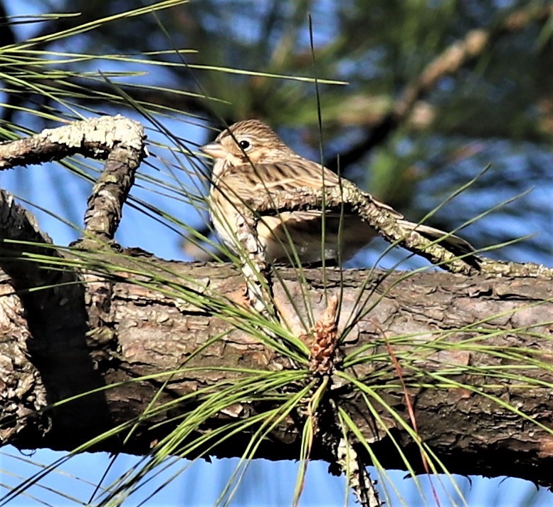 Vesper Sparrow - ML433361661