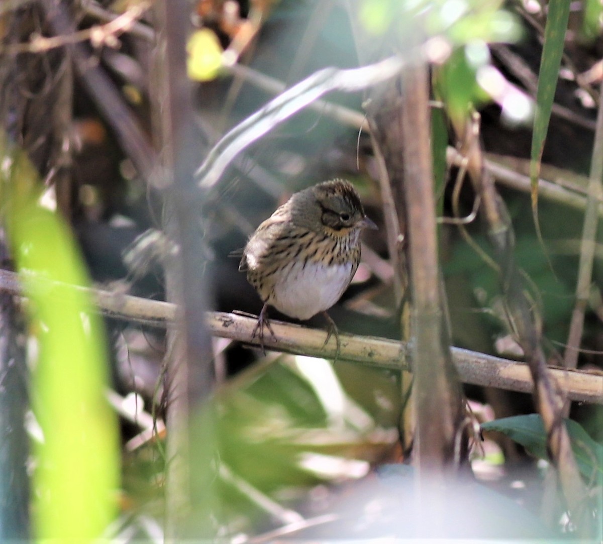 Lincoln's Sparrow - ML433361731
