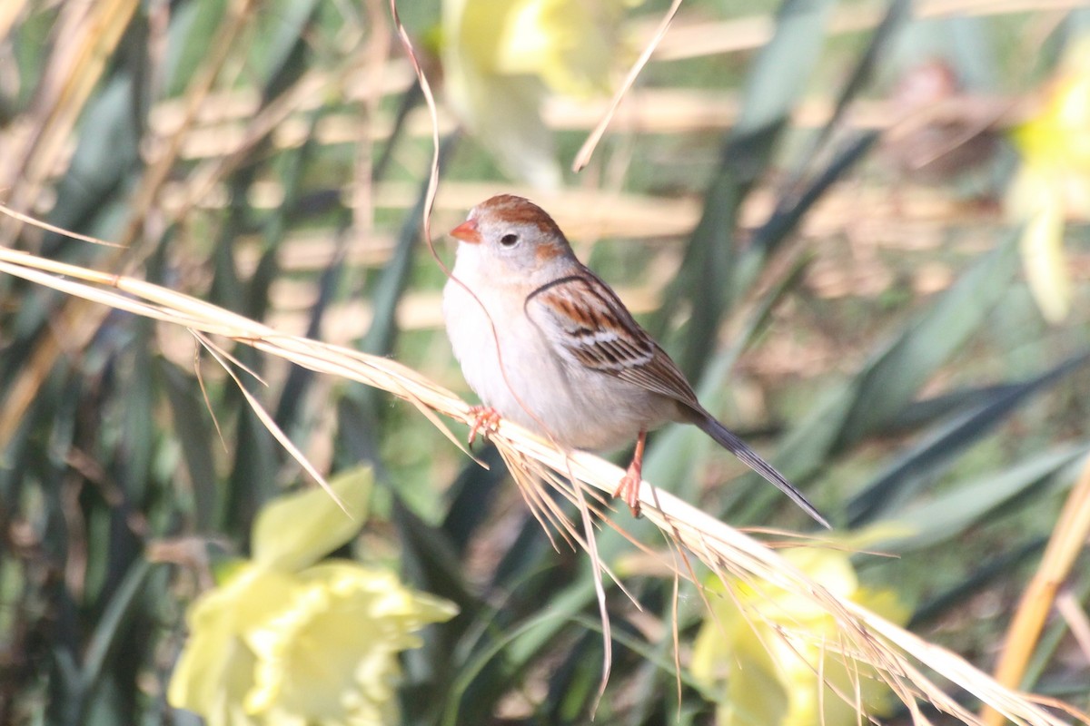 Field Sparrow - ML433362331
