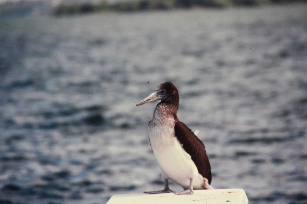 Blue-footed Booby - Robert Neill