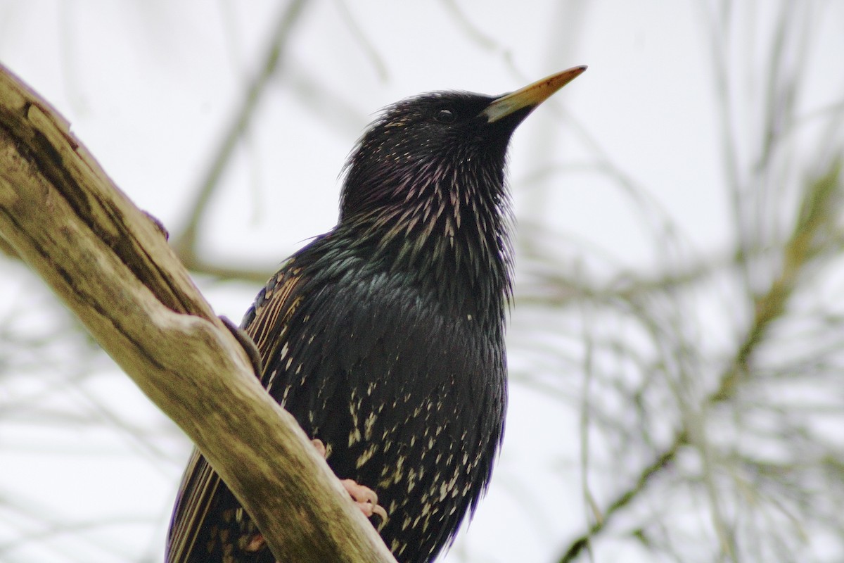 European Starling - ML433364111