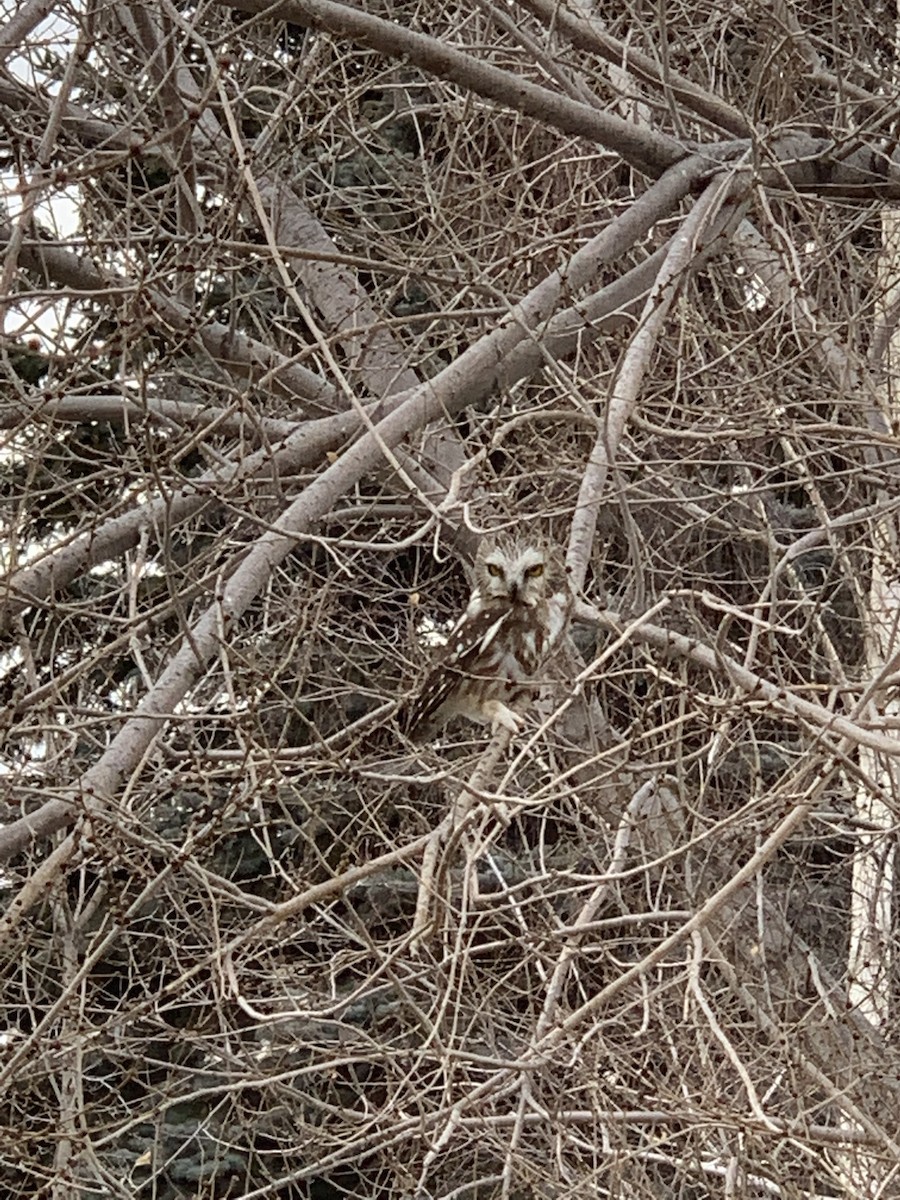 Northern Saw-whet Owl - ML433364271