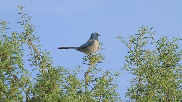 Florida Scrub-Jay - ML433366201