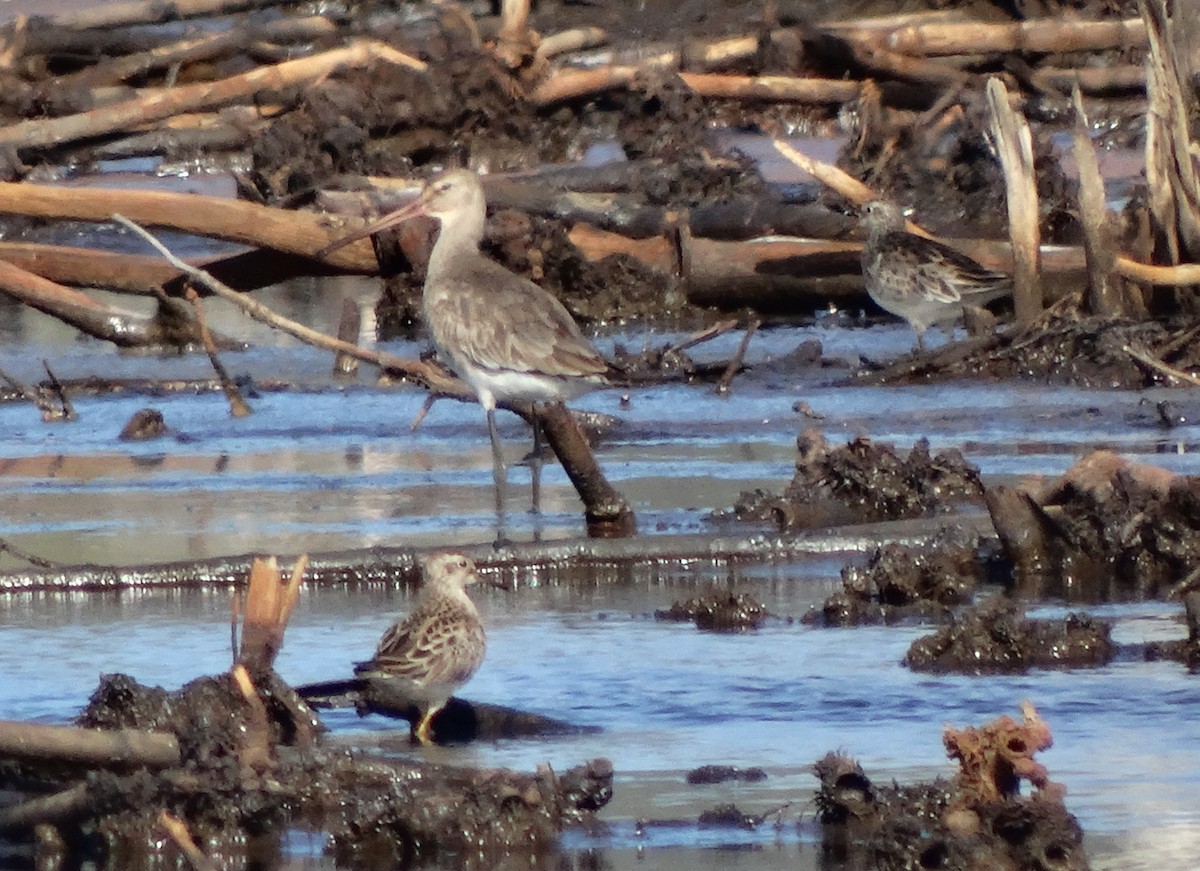 Black-tailed Godwit - ML43336671