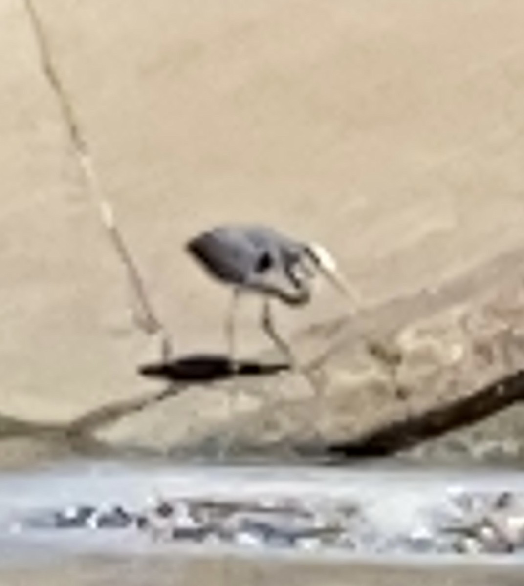 Great Blue Heron - ML433368691