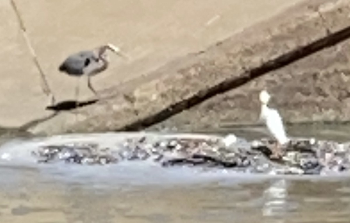 Snowy Egret - ML433368721
