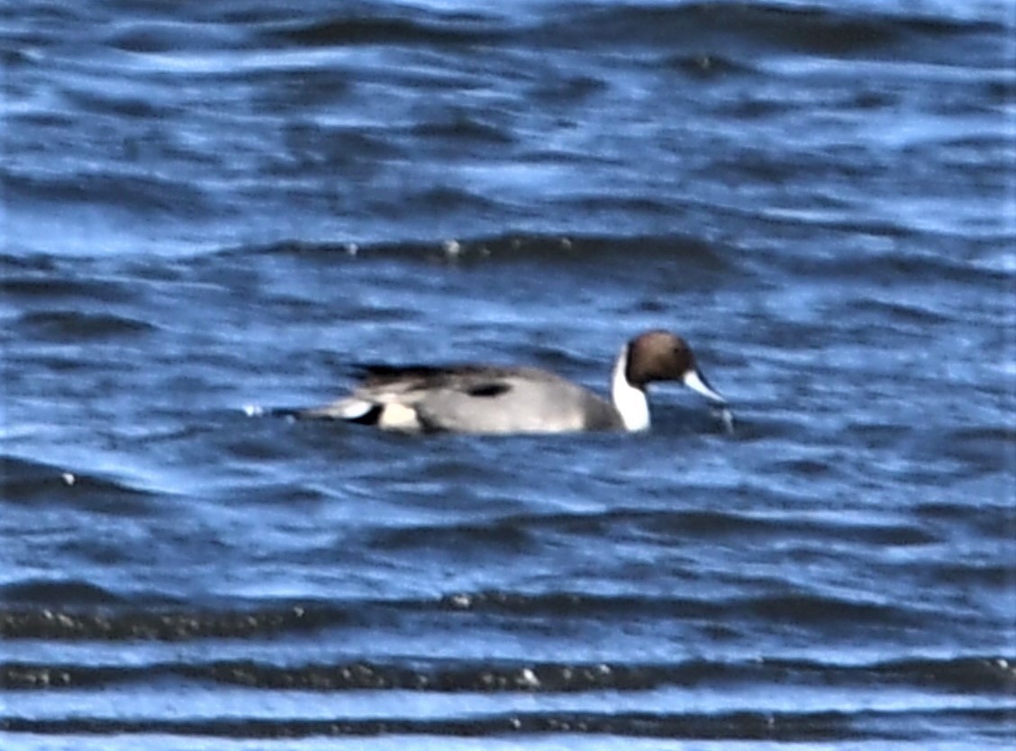 Northern Pintail - ML433368731