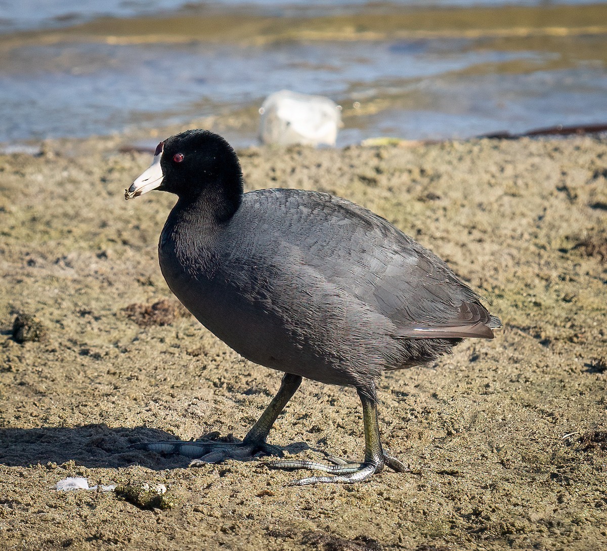 American Coot - Gail Griffin
