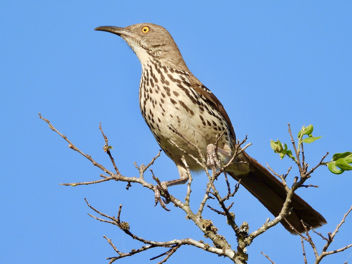 Тремблер рудий - ML433369211