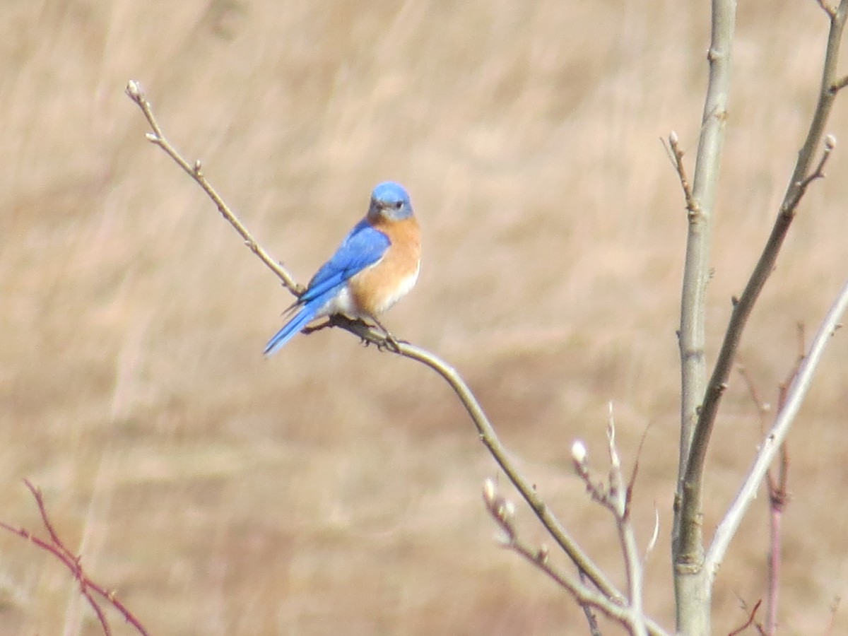 Eastern Bluebird - ML433369391