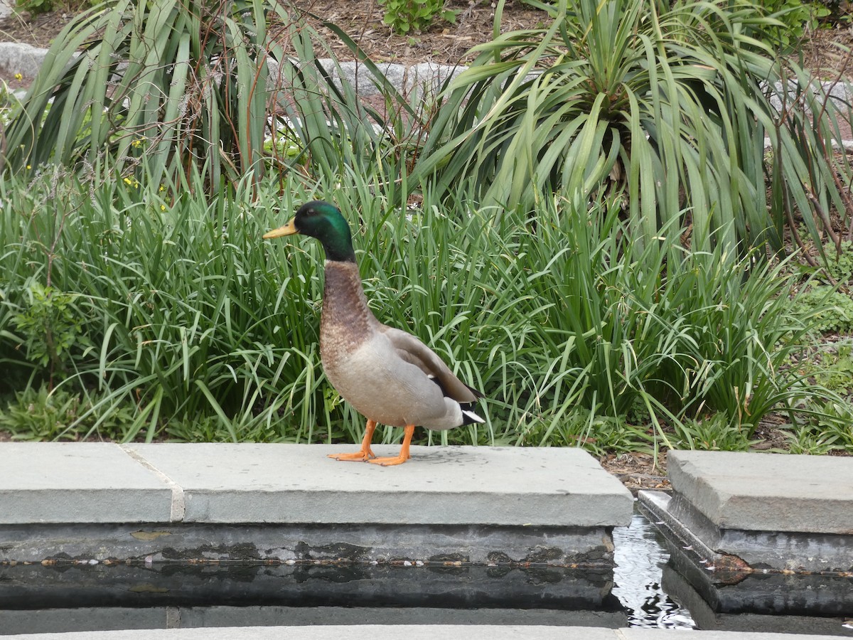 Mallard - ML433371201